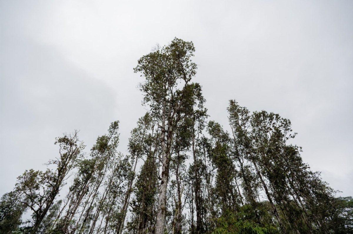 Big Island Listing Image