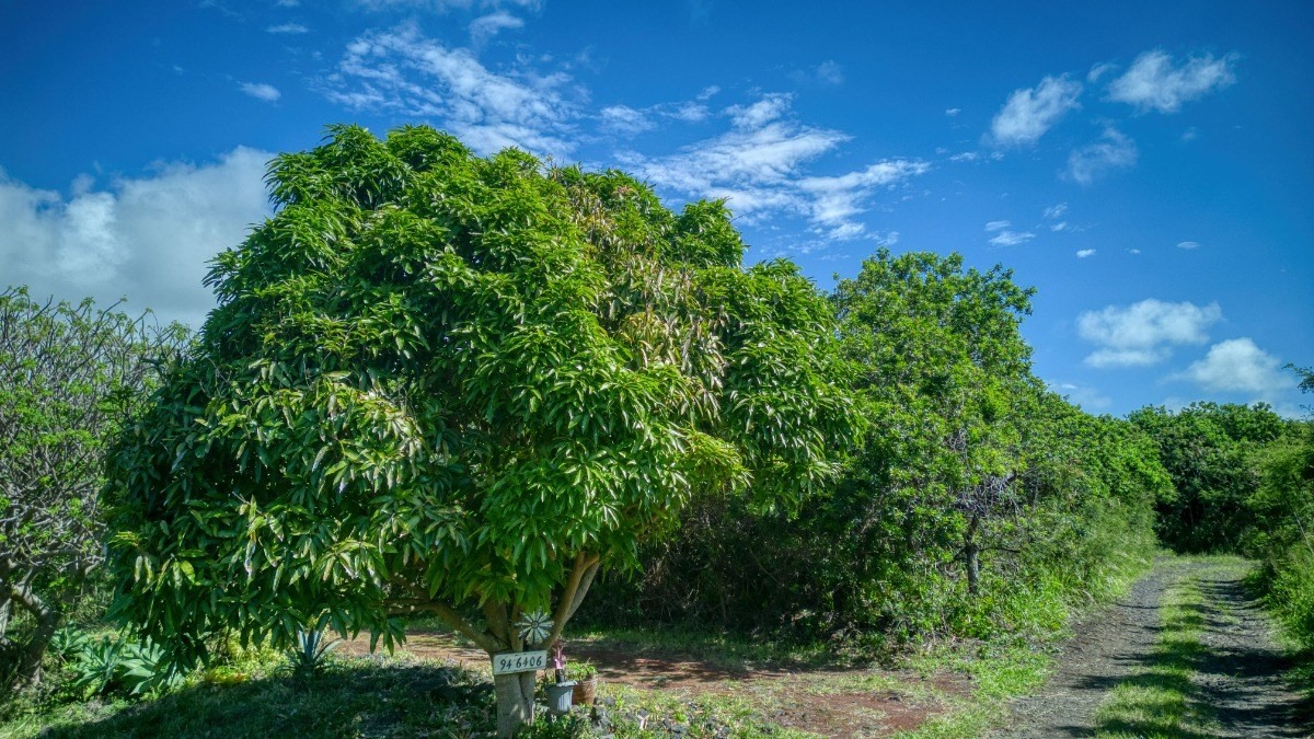 Big Island Listing Image