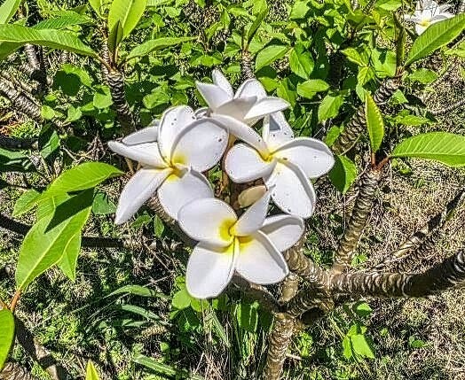 Big Island Listing Image