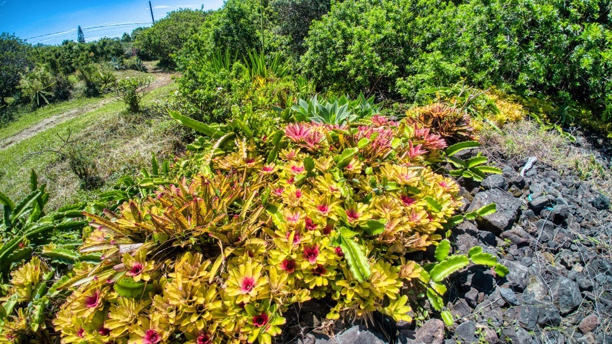 Big Island Listing Image