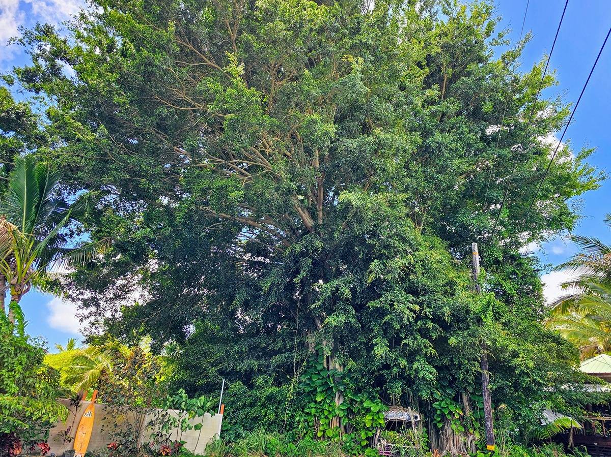 KAIWIHALA PL PAHOA HI 96778