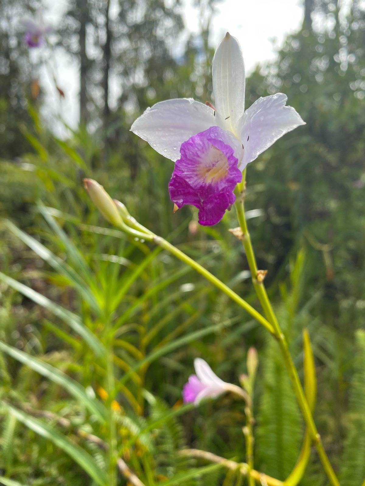 PARADISE RD PAHOA HI 96778