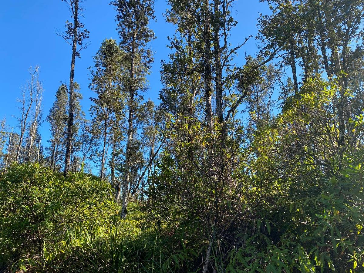 PARADISE RD PAHOA HI 96778