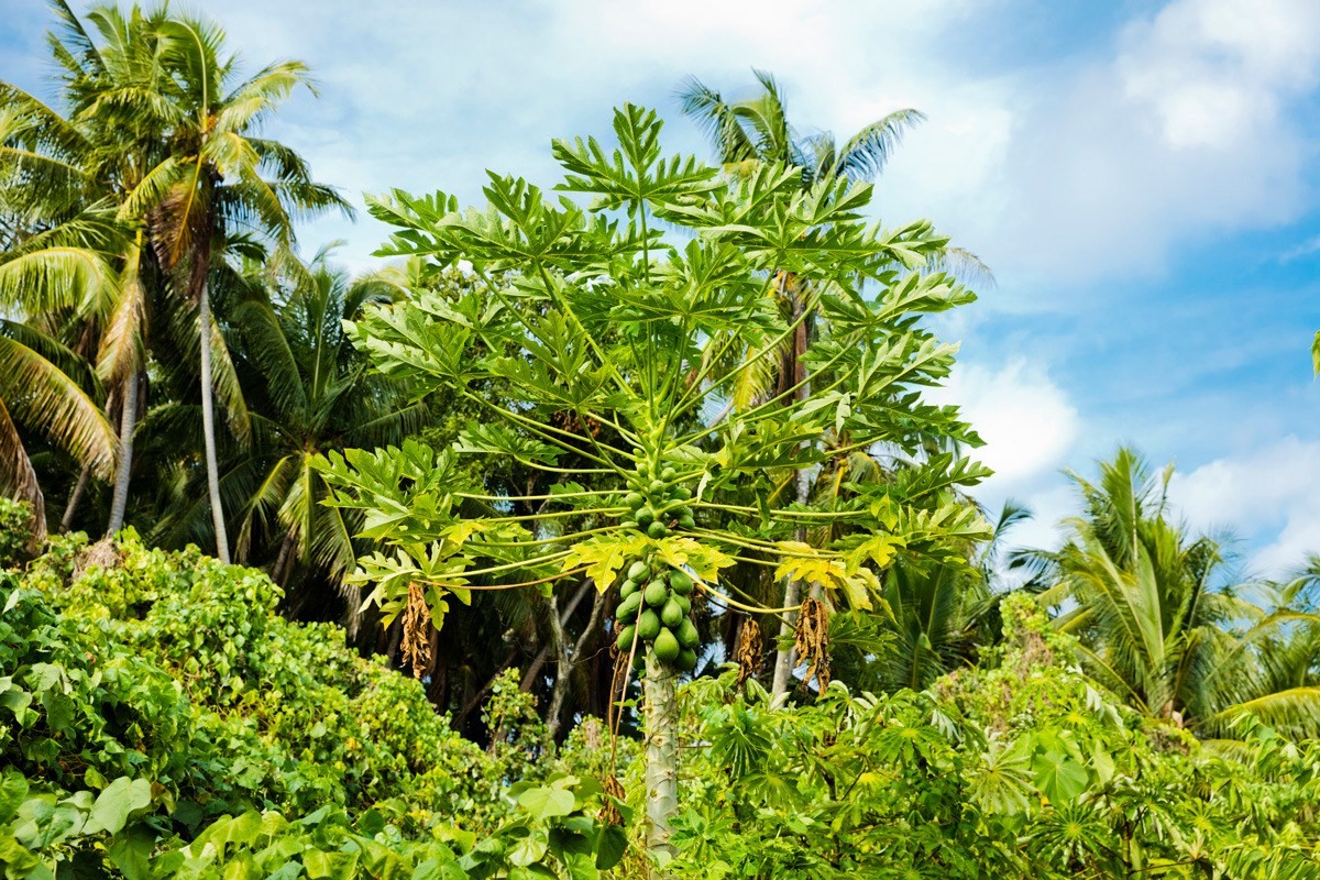 Big Island Listing Image