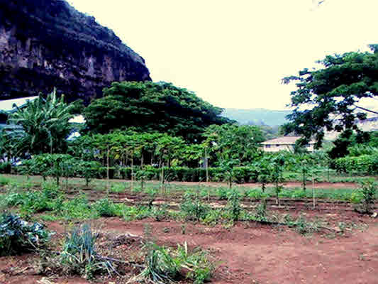 5376 MENEHUNE RD, WAIMEA, HI, 96796, USA