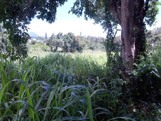 Lawai real estate - Hailima Rd - Lawai HA homes for sale