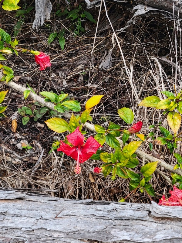 92-8879 KOA LN OCEAN VIEW HI 96737