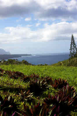 3700 KILAUEA RD,KILAUEA,HI,96754,USA