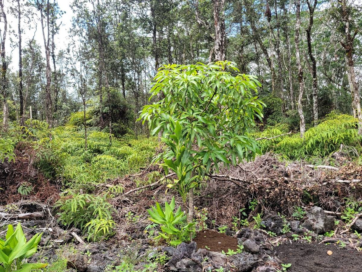 Big Island Listing Image