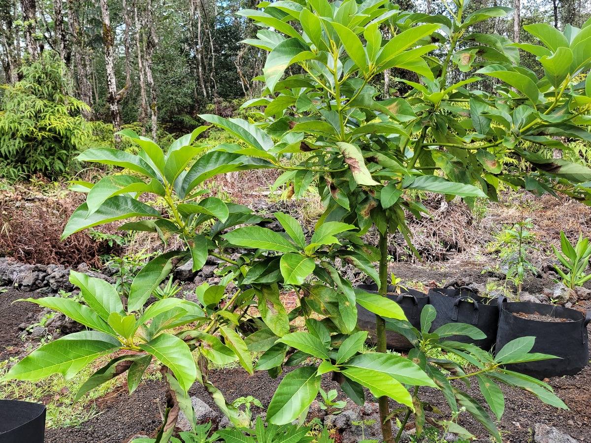 Big Island Listing Image