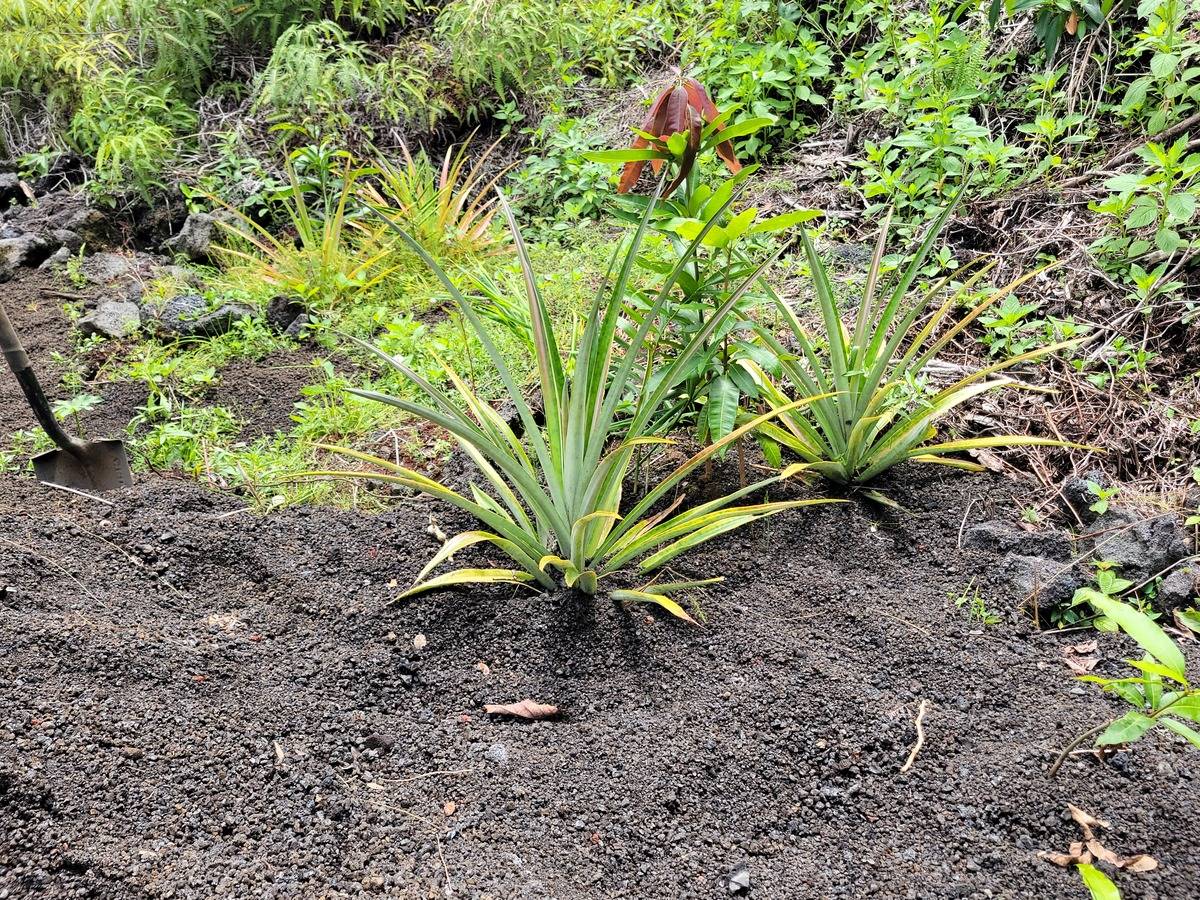 Big Island Listing Image