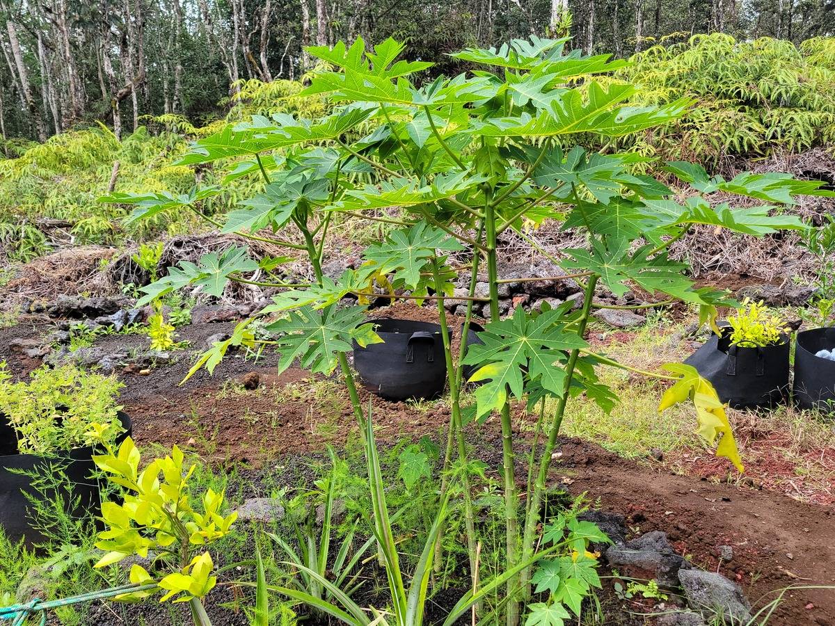 Big Island Listing Image