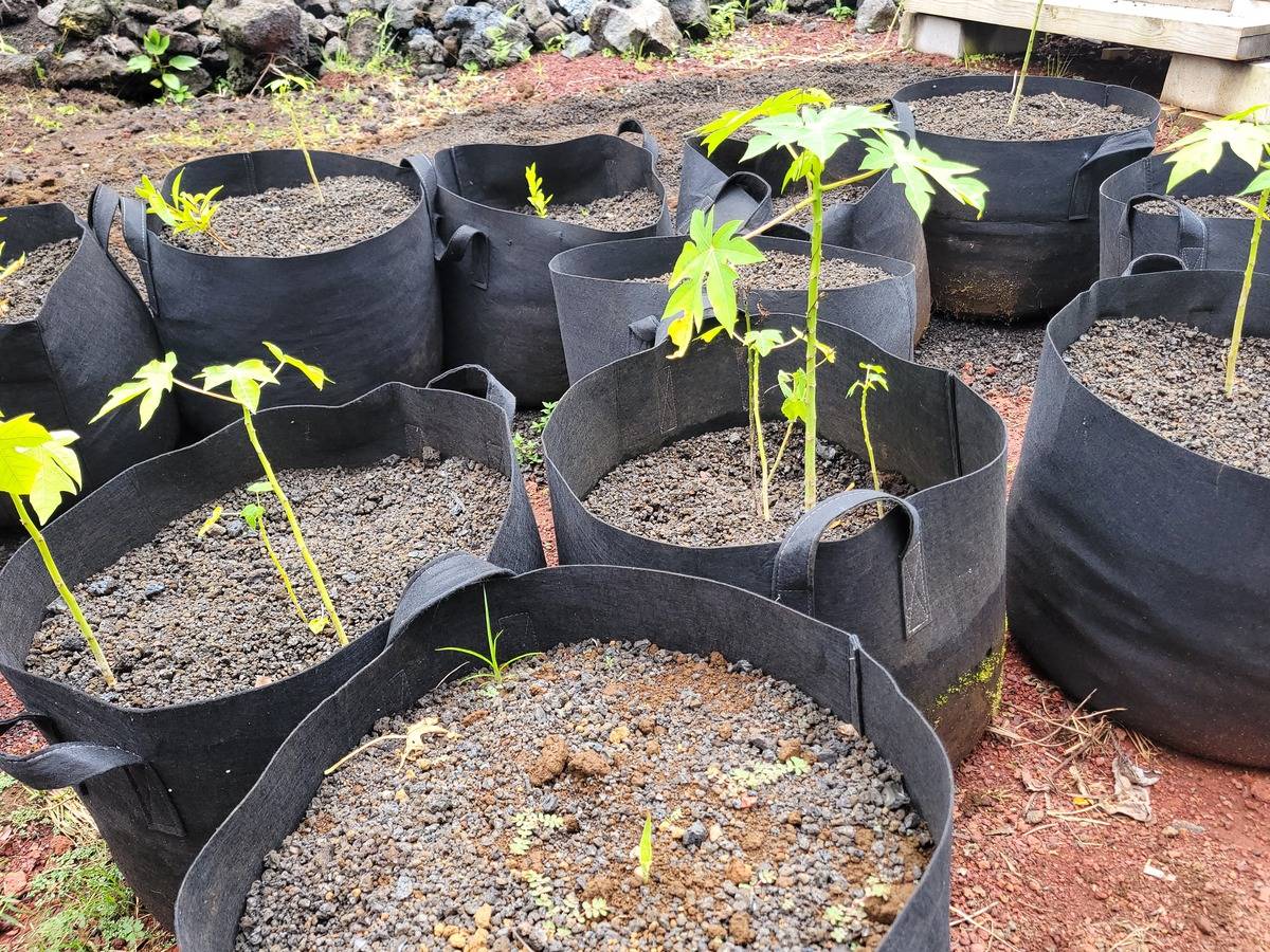 Big Island Listing Image