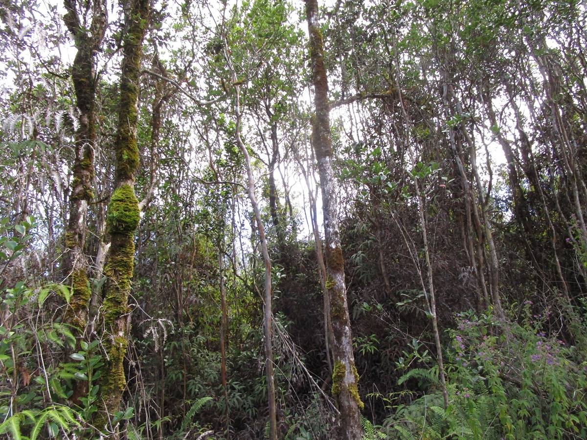 NENE ST MOUNTAIN VIEW HI 96771