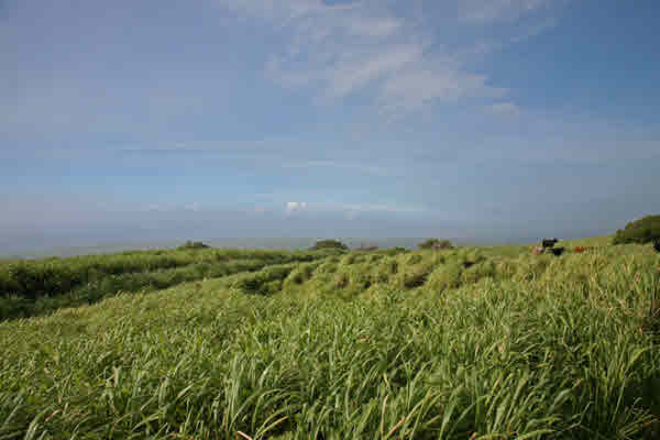 Naalehu real estate - 95-1178 Kaalaiki Rd - Naalehu HA homes for sale
