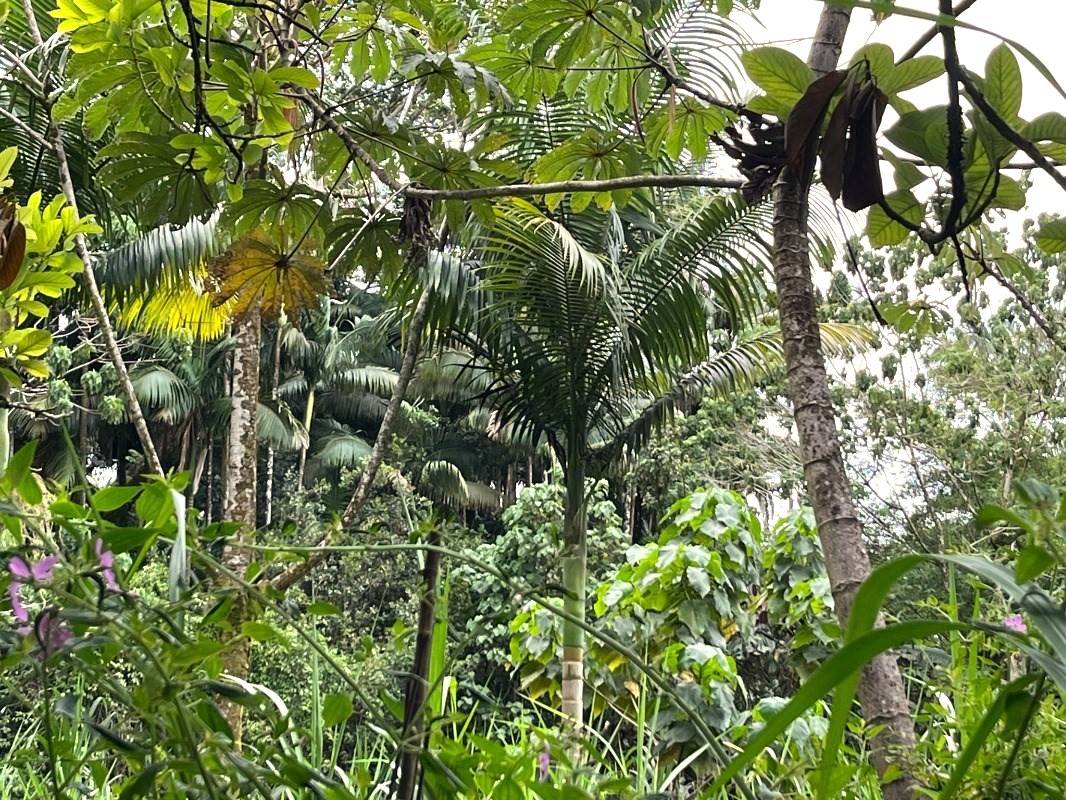 15-1434 POST OFFICE ROAD PAHOA HI 96778