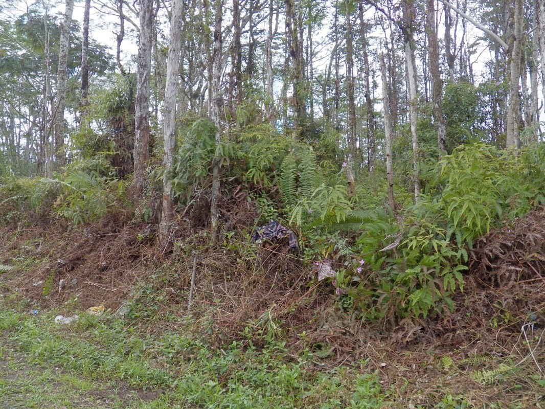 Big Island Listing Image