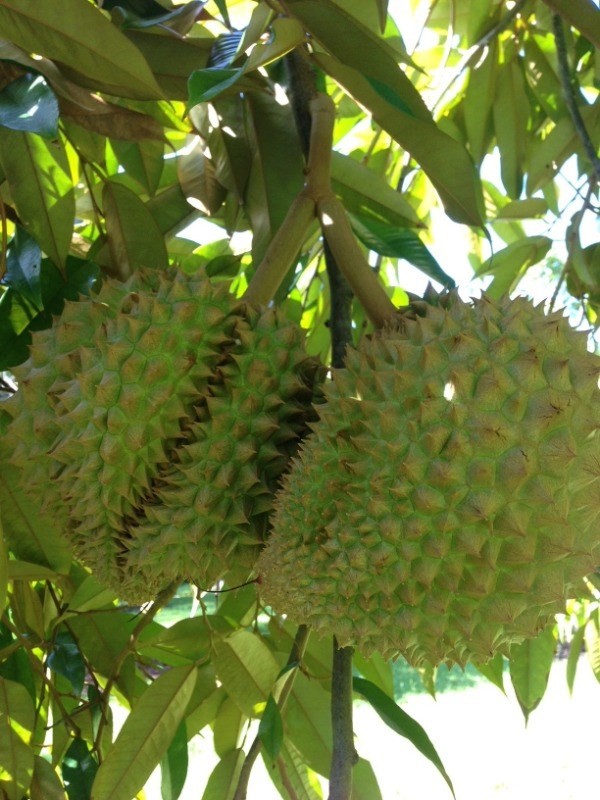 Big Island Listing Image