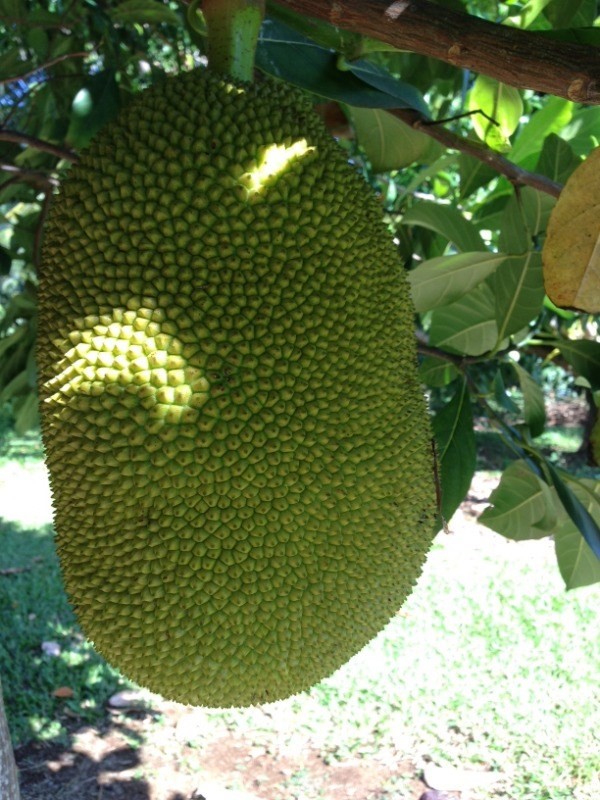 Big Island Listing Image