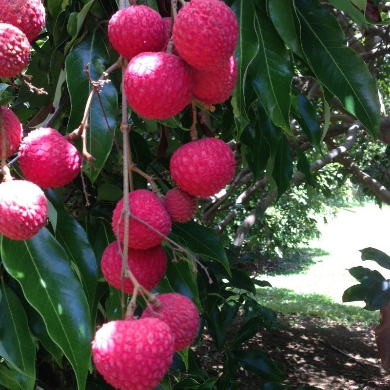 Big Island Listing Image