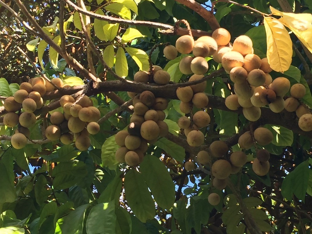 Big Island Listing Image