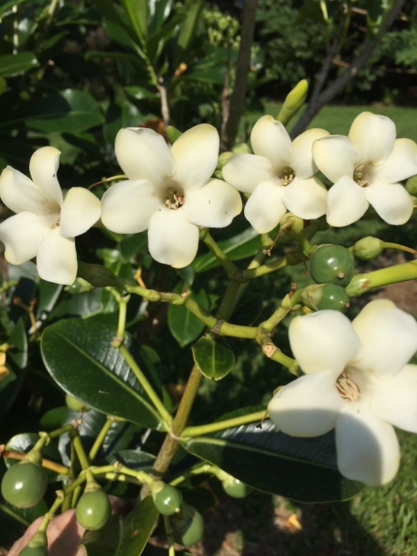 Big Island Listing Image