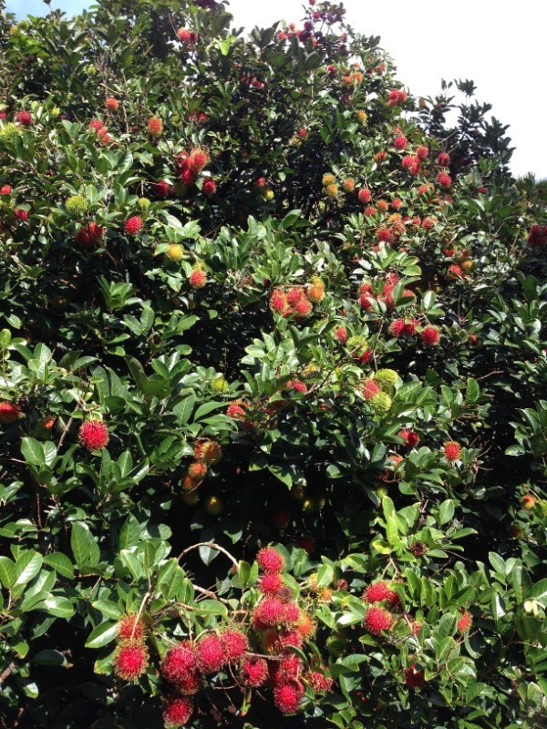 Big Island Listing Image