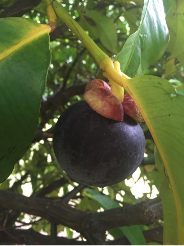 Big Island Listing Image