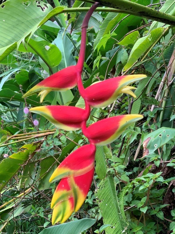 Big Island Listing Image