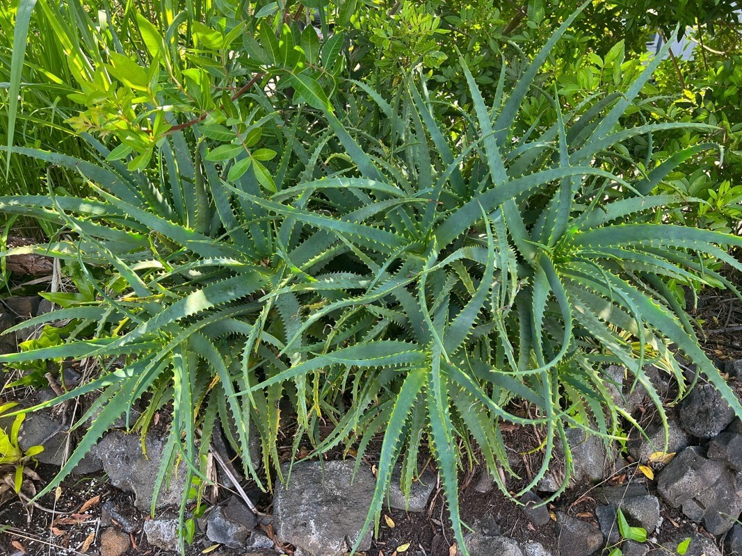 Big Island Listing Image