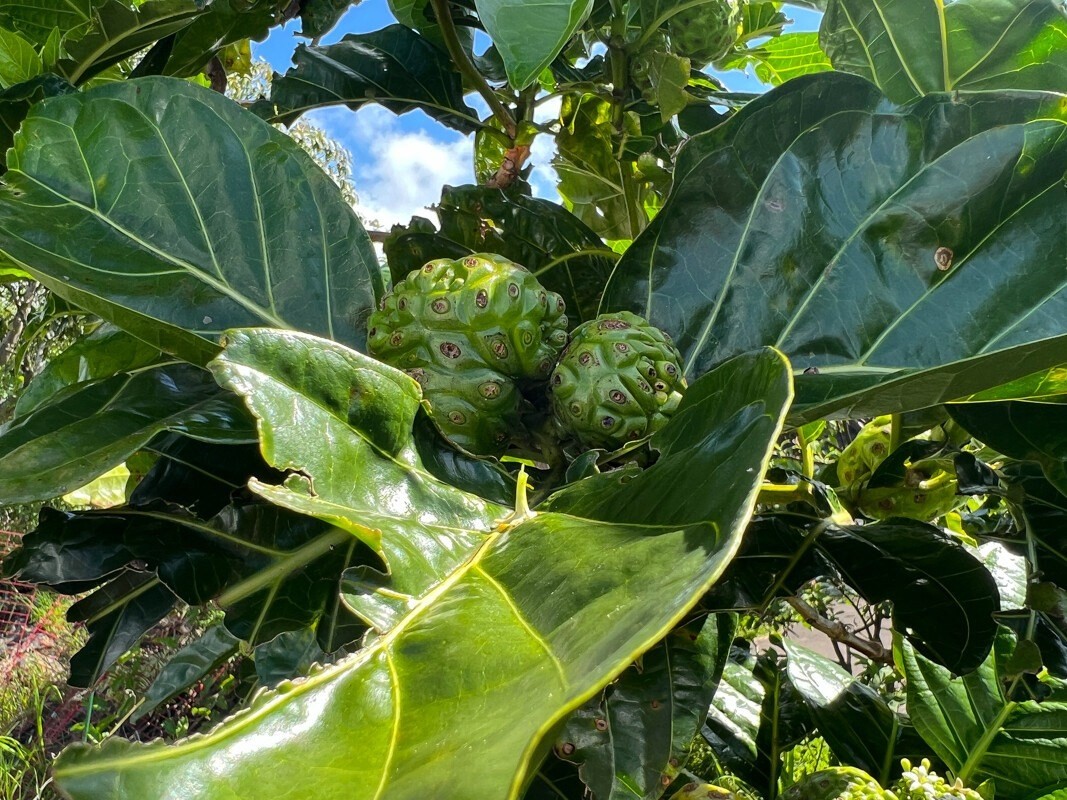 Big Island Listing Image