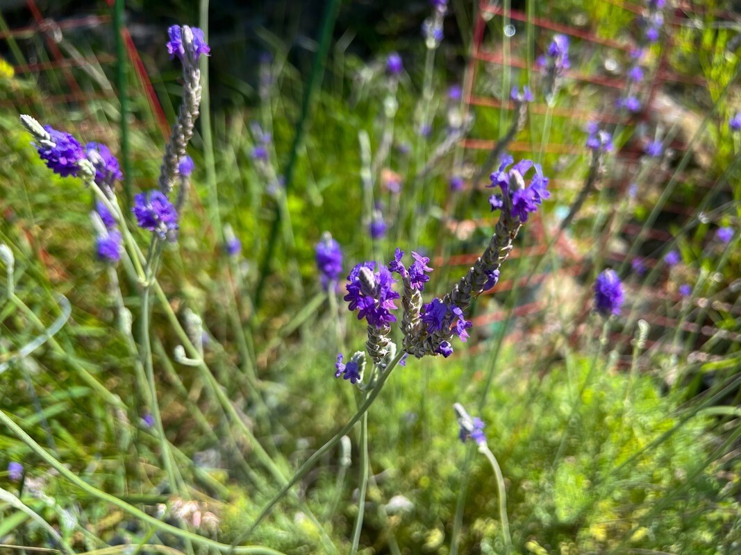 Big Island Listing Image