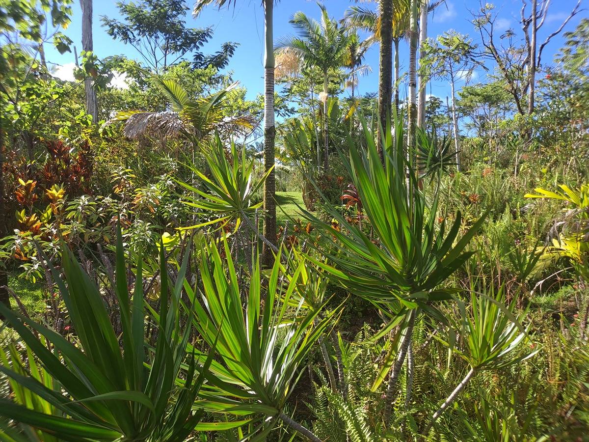 13-3628 NOHEA ST PAHOA HI 96778