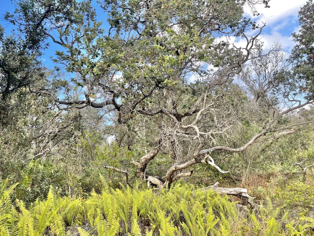 Big Island Listing Image