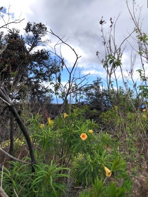 Big Island Listing Image