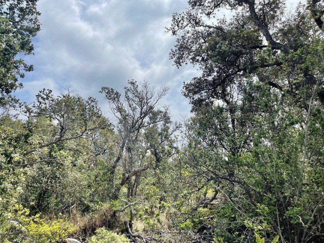 Big Island Listing Image