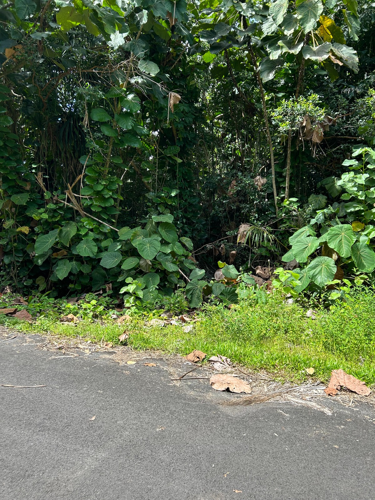 PALANI ST PAHOA HI 96778