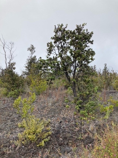 Big Island Listing Image