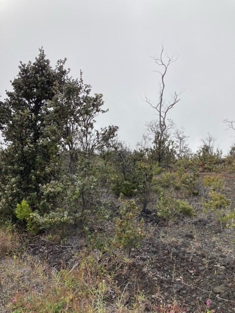 Big Island Listing Image