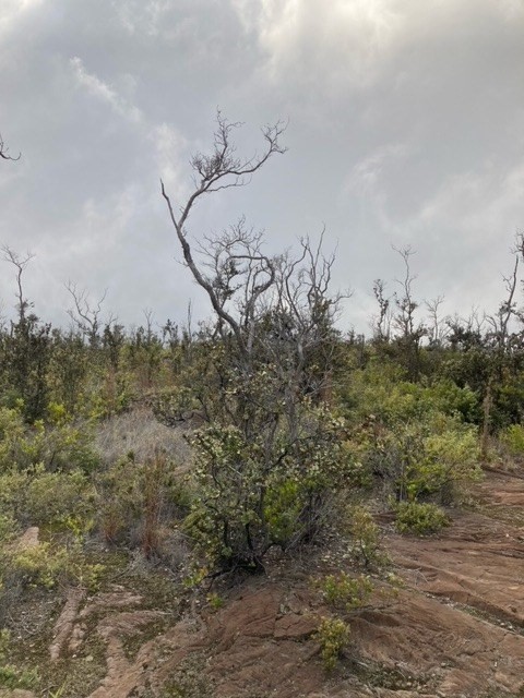 Big Island Listing Image