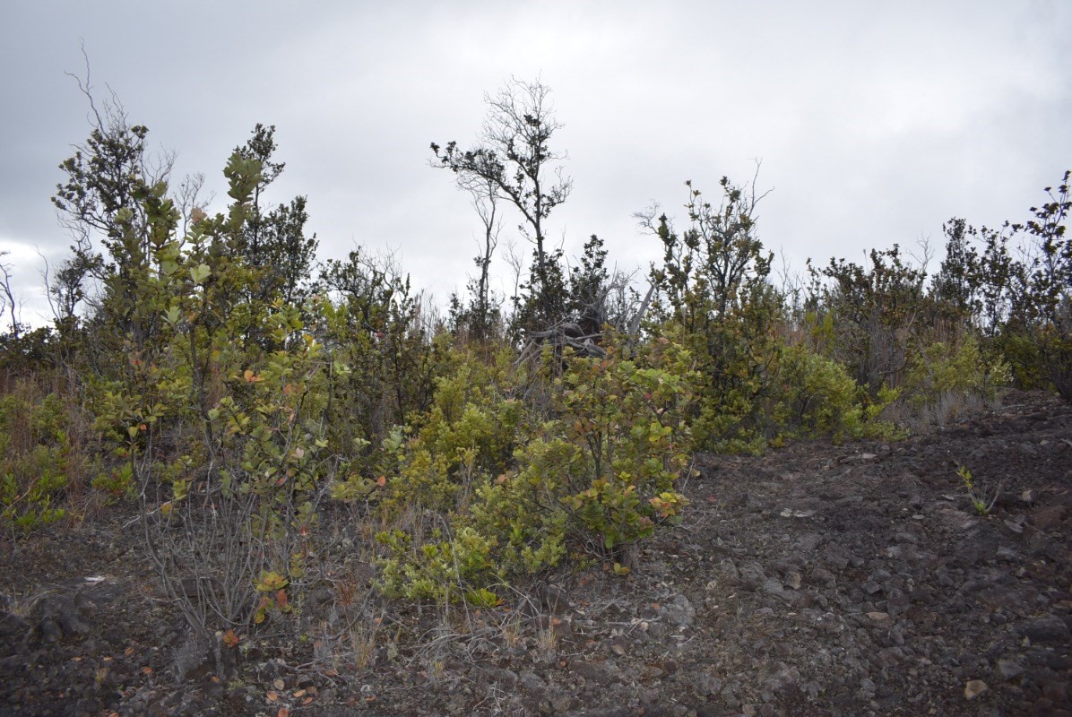 Big Island Listing Image