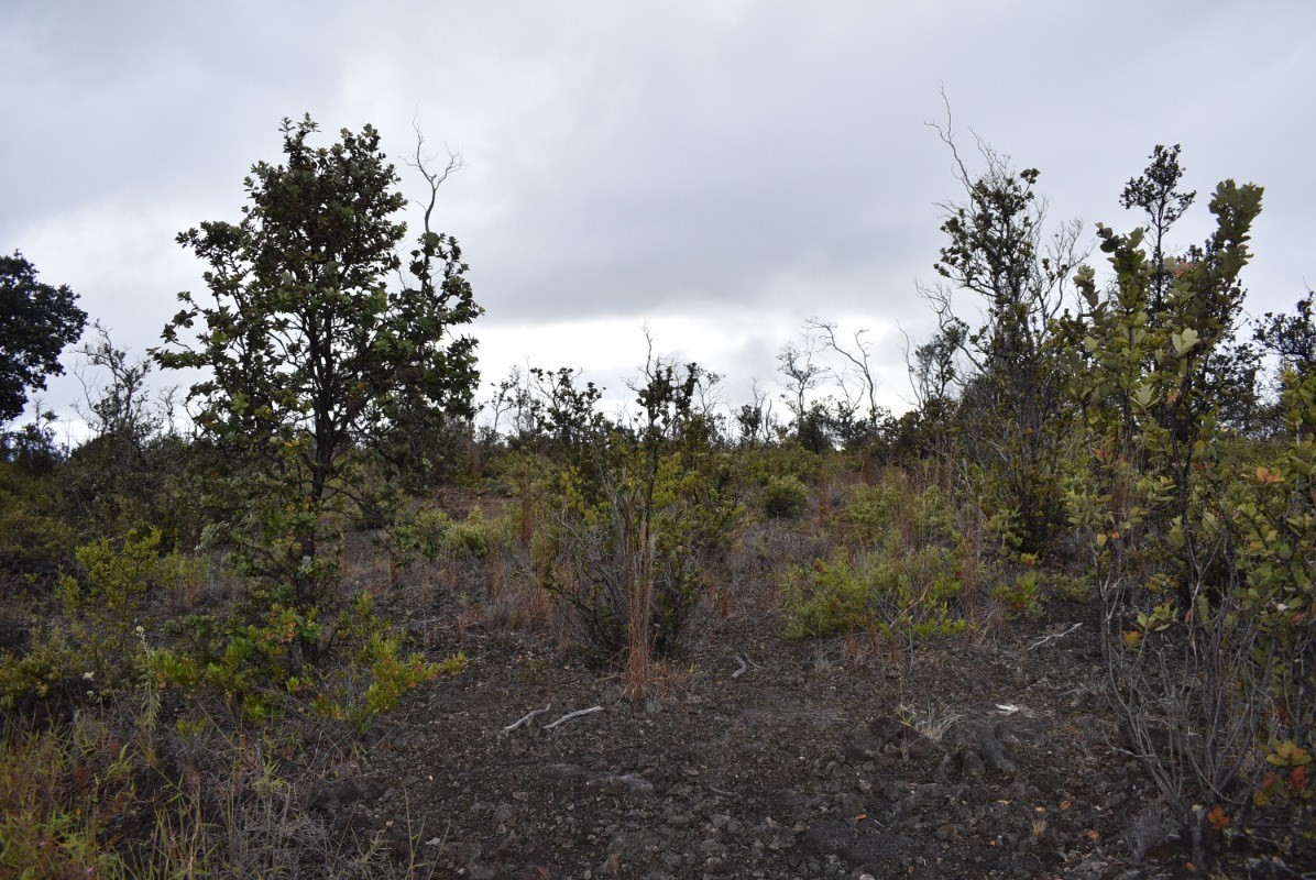 Big Island Listing Image