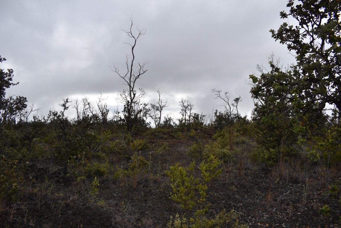 Big Island Listing Image