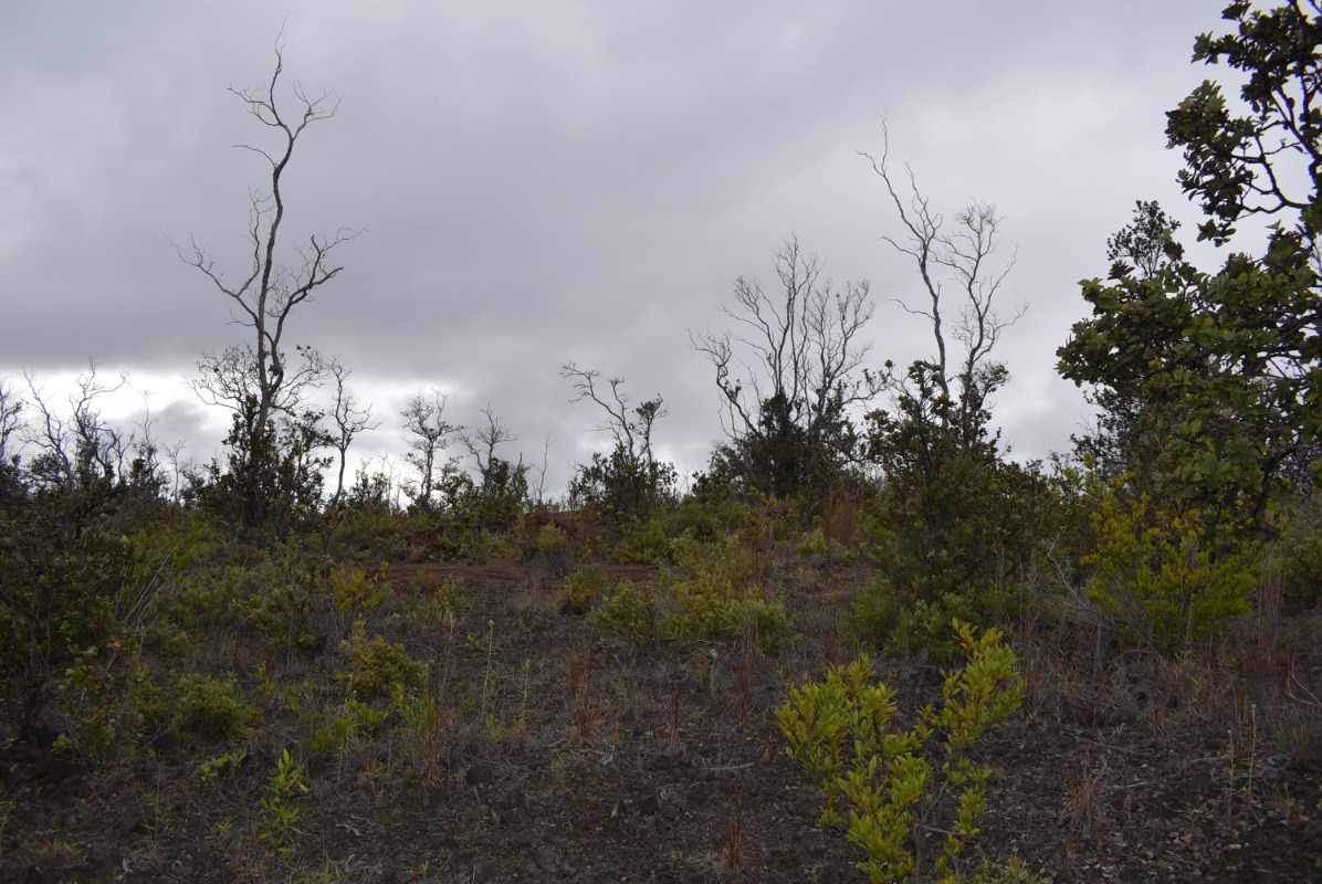 Big Island Listing Image