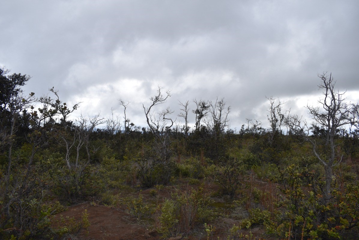 Big Island Listing Image