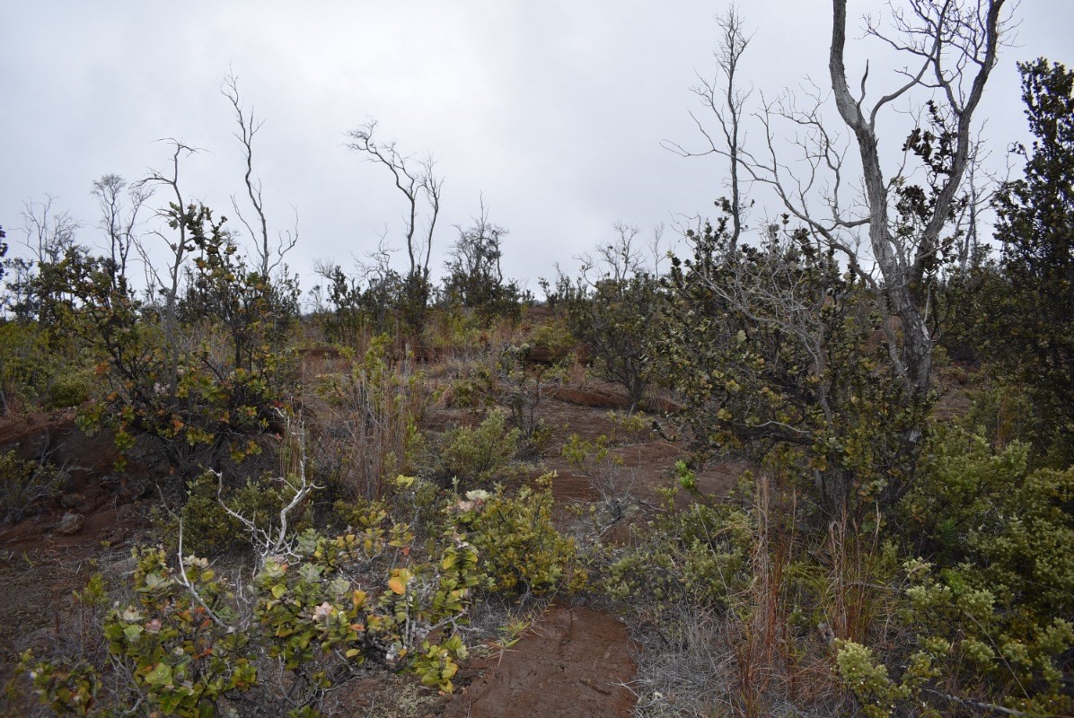 Big Island Listing Image