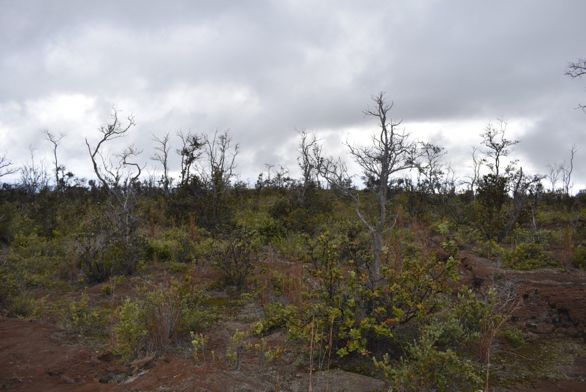 Big Island Listing Image