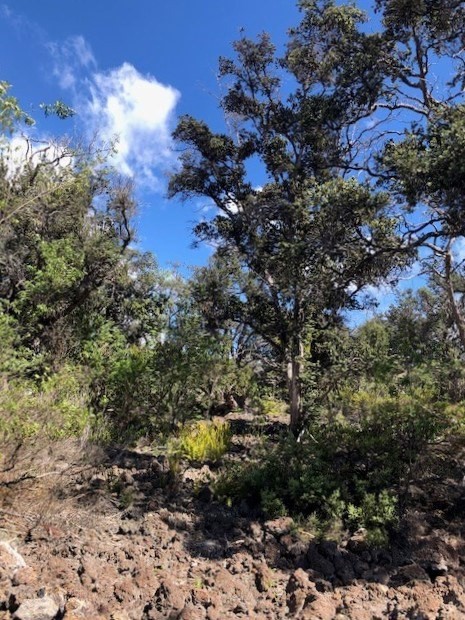 Big Island Listing Image