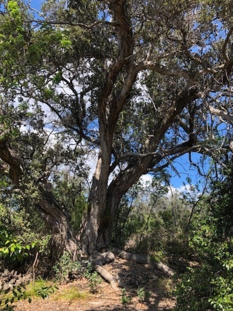 Big Island Listing Image