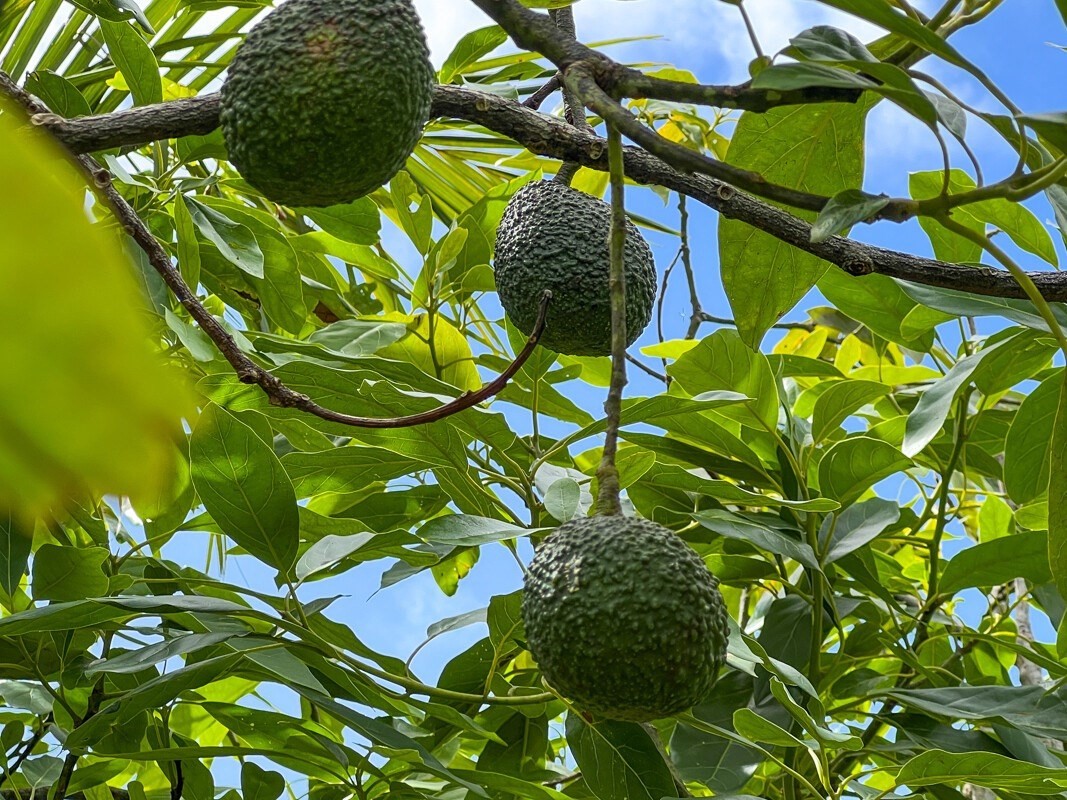 Big Island Listing Image